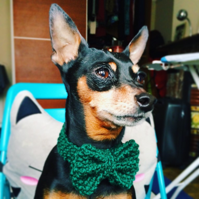 Dapper Dog BowK Knitted Tie